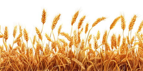 Golden wheat field illustration isolated on transparent background