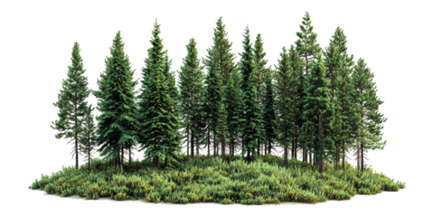 Evergreen forest trees with shrubs isolated on transparent background