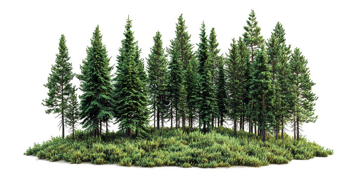 Evergreen forest trees with shrubs isolated on transparent background