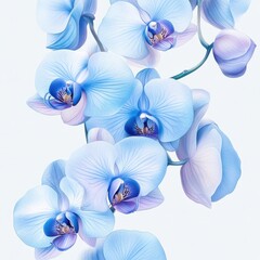 blue orchid flowers in full bloom on white background
