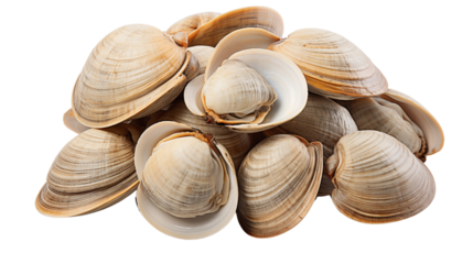 Fresh clams served in a bowl, perfect for seafood lovers, ideal for preparing soups, stews, or pasta dishes, studio view, isolated on transparent background.