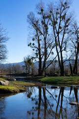 Trees with misteltoes in late autumn / fall with reflection in the lake Jannersee in Lauterach in Vorarlberg