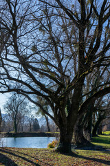 Trees with misteltoes in late autumn / fall on the lake Jannersee in Lauterach in Vorarlberg