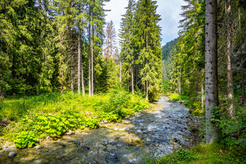 Obraz premium The Demanovka River flows gently through the Low Tatras, surrounded by vibrant greenery and tall trees under a bright sky, creating a serene natural habitat perfect for exploration and relaxation.