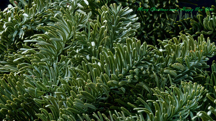 Merry Christmas and a Happy New Year