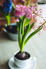 Do it yourself handmade cute present for Woman's or Mother's Day, 8th of March, birthday. Kid planted bulbous pink hyacinth in a white cup. Spring gardening concept, diy, houseplants