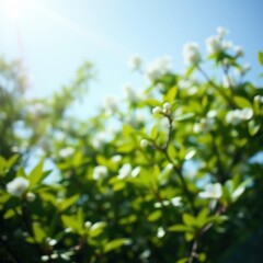 bokeh blue of  A spring summer background of fresh lush green foliage pale blue sky and blurred bokeh sun ray highlights  abstract bokeh light background bright   emotional harmonious vignette 