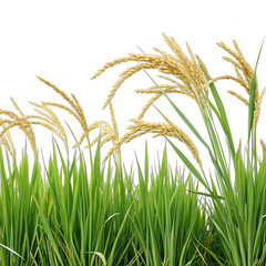 Vibrant green rice plants and golden wheat spikes create a striking contrast showcasing natures bounty against a clear background
