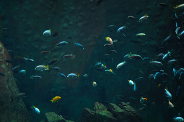 Colorful photo of various fish in aquarium.