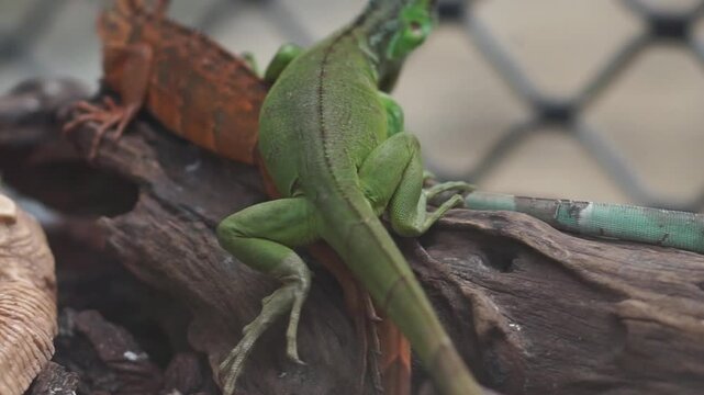 Portrait of a Green Iguana or is a species of herbivorous lizard that has a large body. It has thick skin and rows of spines along its back and tail.