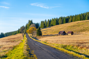 Fototapeta premium A tranquil road meanders through the golden autumn landscape of the Ore Mountains, contrasting with vibrant trees and rustic cottages under a bright blue sky.