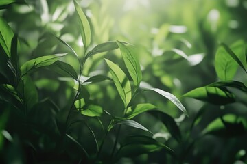 Obraz premium A detailed view of a healthy plant with vibrant green foliage