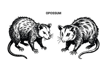 Editable Silhouette Opossum Isolated Vector Illustration