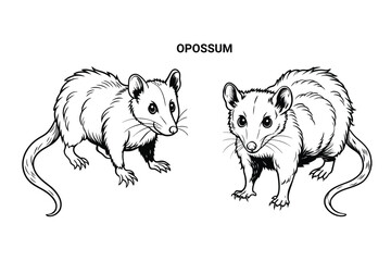 Editable Opossum Isolated Outline Vector Illustration