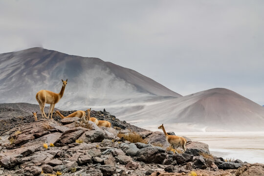 Vicuna wild animal in Chile Atacama desert high altitude altiplano and salt flats environment. Vicunas herds among mountains and volcanoes in the wild nature of South America - Powered by Adobe