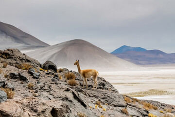 Vicuna wild animal in Chile Atacama desert high altitude altiplano and salt flats environment. Vicunas herds among mountains and volcanoes in the wild nature of South America