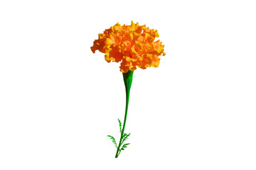 Orange flower with green stem, isolated on white background. Beautiful blossom flower for summer...