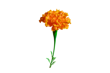 Orange flower with green stem, isolated on white background. Beautiful blossom flower for summer decoration, Spring design elements, PNG, Cut out

