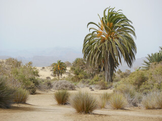 Oasis with date palm tree and grass in a desert sand dune in Maspalomas, Gran Canaria
