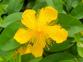Aaron&rsquo;s-beard, rose of Sharon, great St.-John&rsquo;s-wort (Gro&szlig;er Schuppenkopf also Riesen-Schuppenkopf Gro&szlig;blumige Johanniskraut) Hypericum patulum
