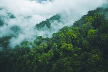 Obraz premium A dense forest covered in thick clouds and fog