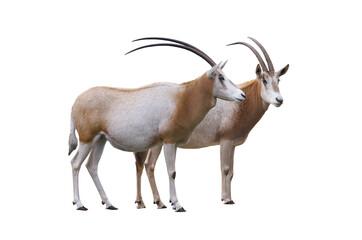 two scimitar horned olyx isolated on white background