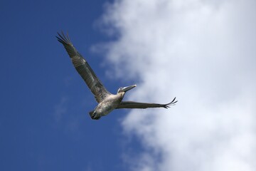 pelicans in the sky