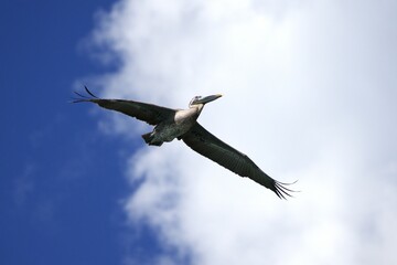 pelican in fly