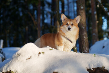 Portrait of a Corgi sitting in the snow against a forest background.