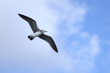 seagull in the sky