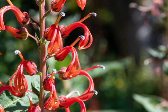 Close up of lobelia tupa flowers in bloom