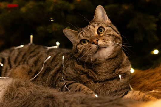 cat dressed up for christmas, under the light of the christmas tree with some presents