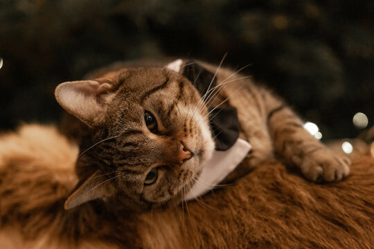 cat dressed up for christmas, tired and sleepy