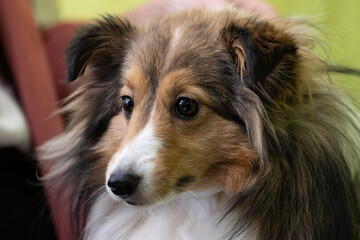 close up of a dog, Shetland Sheepdog