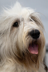 portrait of a white dog, bobtail