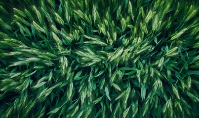 Field of vibrant green wheat stalks, symbol of agricultural health and growth