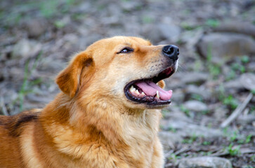 A Loyal Golden Retriever Enjoying a Quiet Moment in Nature.