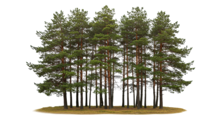 forest isolated on transparent background, cutout