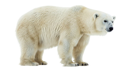 polar bear png, bear walking, cutout, white bear, transparent background