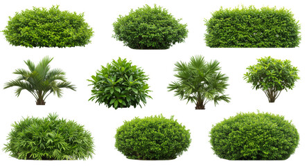 set of grass, collection of green lush grasess, cutout