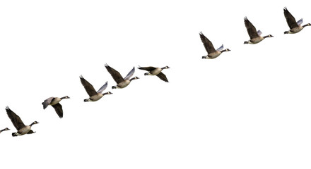 Fototapeta premium geese flying isolated on transparent PNG, wildlife, flock of geese, birds in flight, sky, freedom, animal migration, wild birds