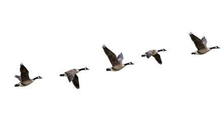 geese flying isolated on transparent background, wild birds, avian, soaring, wingspan, birds flying, nature scene, flight pattern, birds over sky