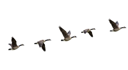 geese flying isolated on transparent background, wild birds, avian, soaring, wingspan, birds flying, nature scene, flight pattern, birds over sky