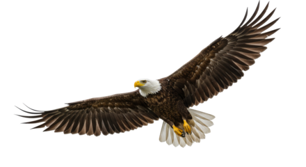 Bald eagle flying, PNG, majestic eagle, eagle wings, american eagle, bird silhouette, eagle soaring, wildlife, natural habitat