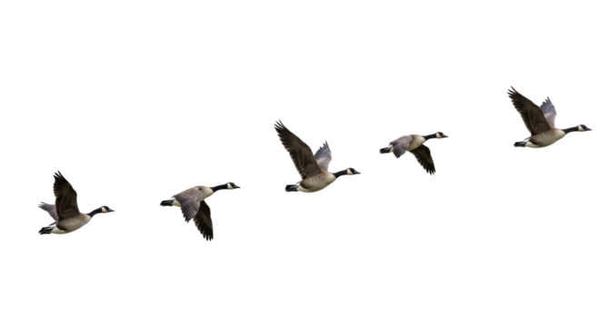 geese flying isolated on transparent background, wild birds, avian, soaring, wingspan, birds flying, nature scene, flight pattern, birds over sky
