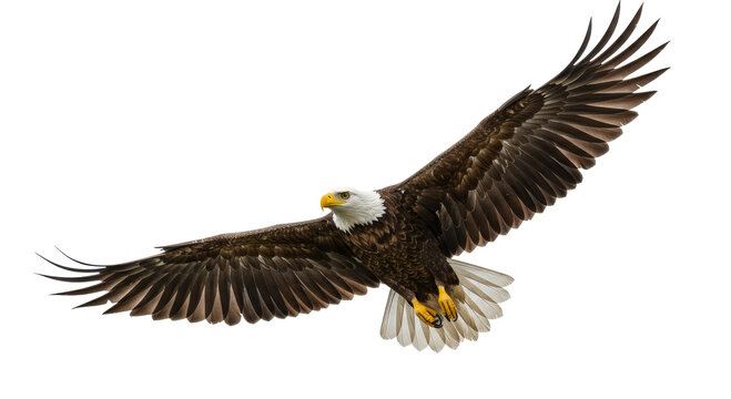 Bald eagle flying, PNG, majestic eagle, eagle wings, american eagle, bird silhouette, eagle soaring, wildlife, natural habitat