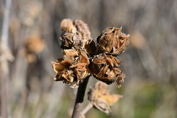 Hibiscus syriacus (Rose of Sharon) seeds. Malvaceae deciduous shrub. Capsule is densely hairy and splits into five parts from which the seeds emerge.