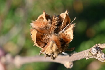 Hibiscus syriacus (Rose of Sharon) seeds. Malvaceae deciduous shrub. Capsule is densely hairy and splits into five parts from which the seeds emerge.