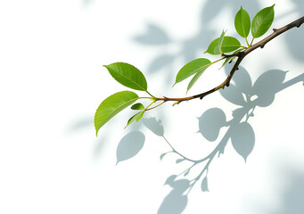 tree branch casts summer shadow white