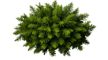 Overhead shot of lush fir tree branch showcasing its intricate needle design, studio view, isolated on transparent background.